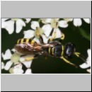 Ectemnius lituratus - Grabwespe w12b 12mm.jpg